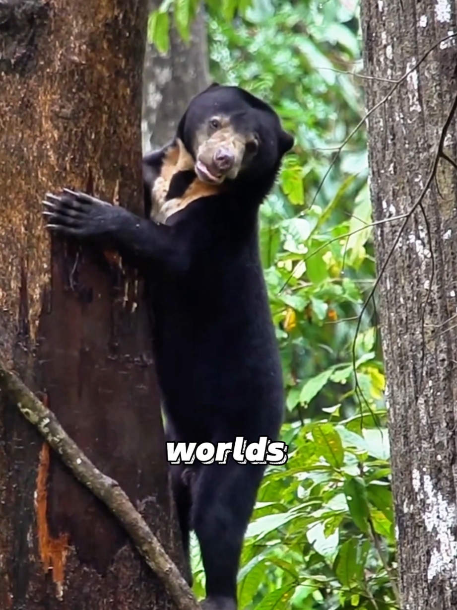 Sun bear that loves honey#animals #foryour #tiktok #funny #honey #bear 