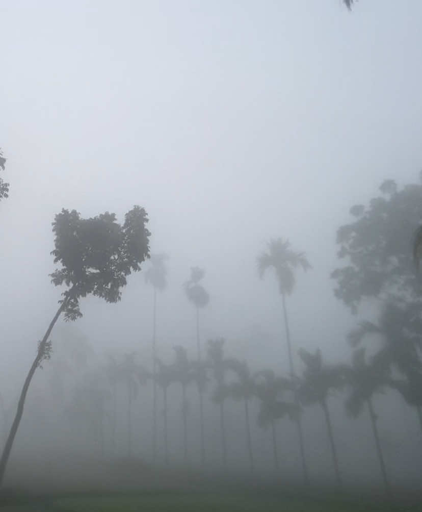 ᥫ᭡—ঘন কুয়াশার চাদর জড়িয়ে আসে শীতের মনোরম সকাল :)😇❤️‍🩹 #প্রকৃতি #sky #tree #fyp #fypシ #fypシ゚viralシ #unfrezzmyaccount #tiktok #shorts #song #weather #views #reels #nature #natural #scenery #foryou #trending #viral #viralvideo #sunset #winter #NaYaN #NaYaN56 @TikTok @tiktok creators @TikTok Bangladesh 