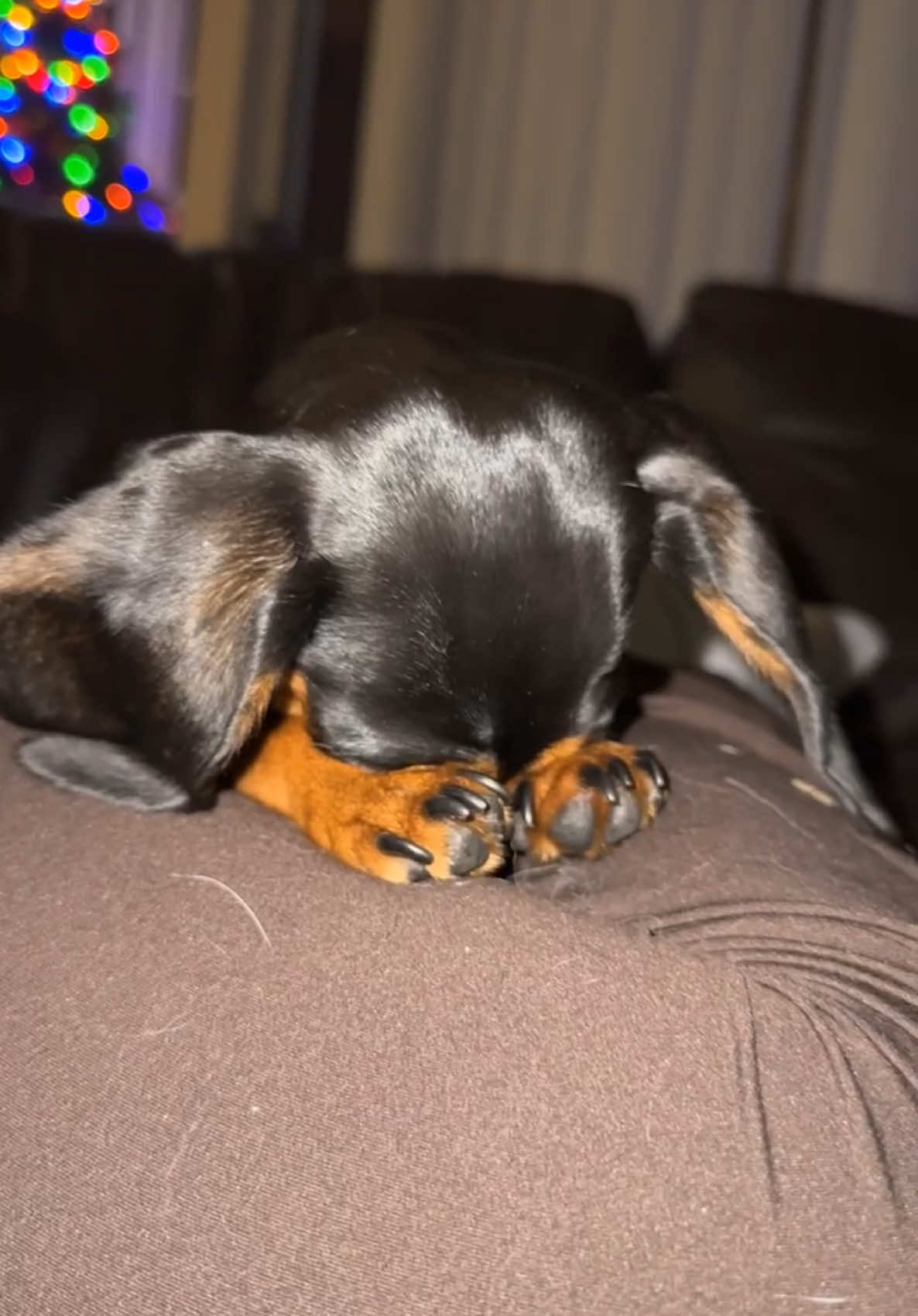 marley’s in her feels tonight #dachshund #minidachshund #puppy #dog 