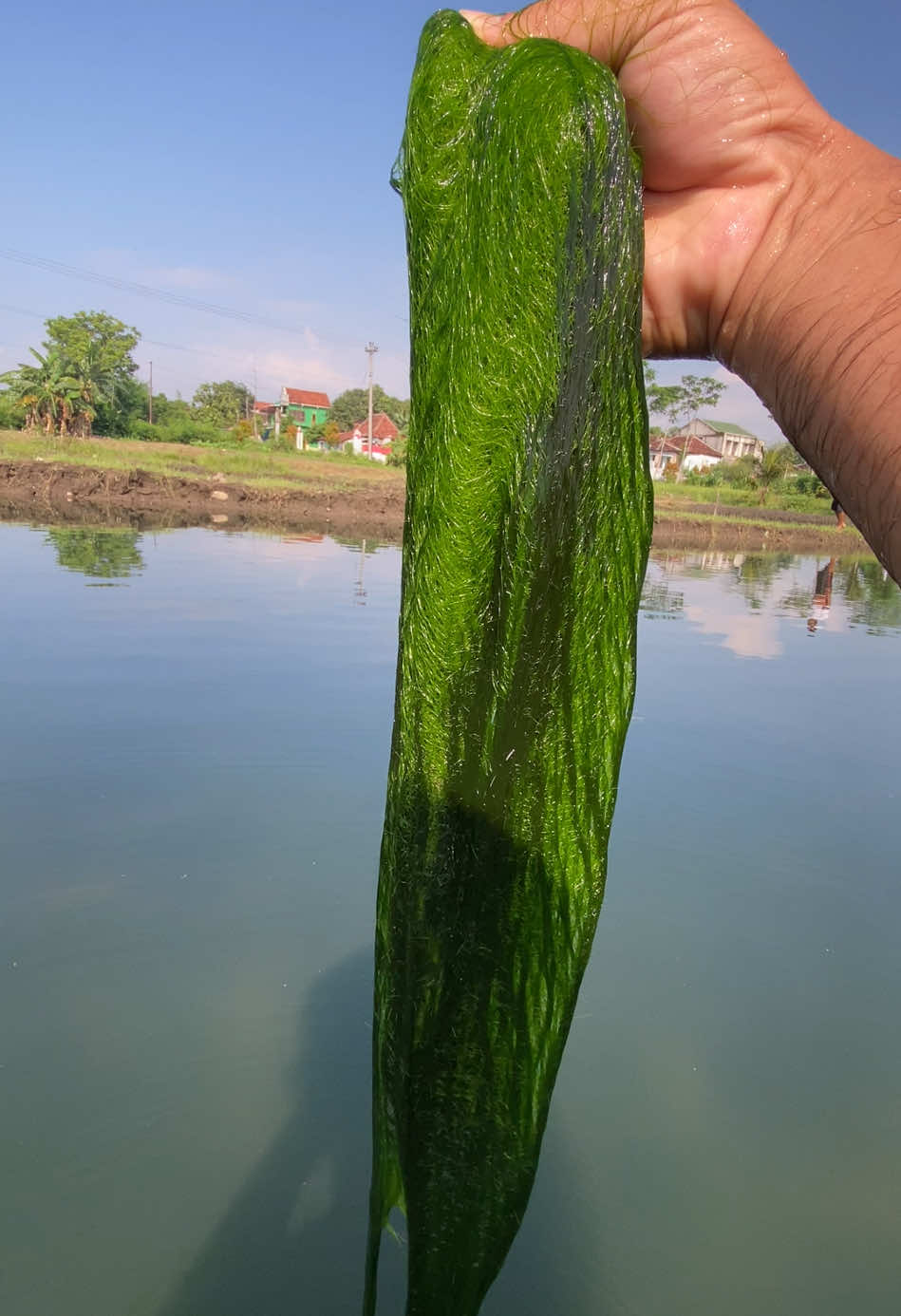 Mancing woii mancing #budidayalumut  #kolamlumut  #lumuttampan #klatenbersinar 