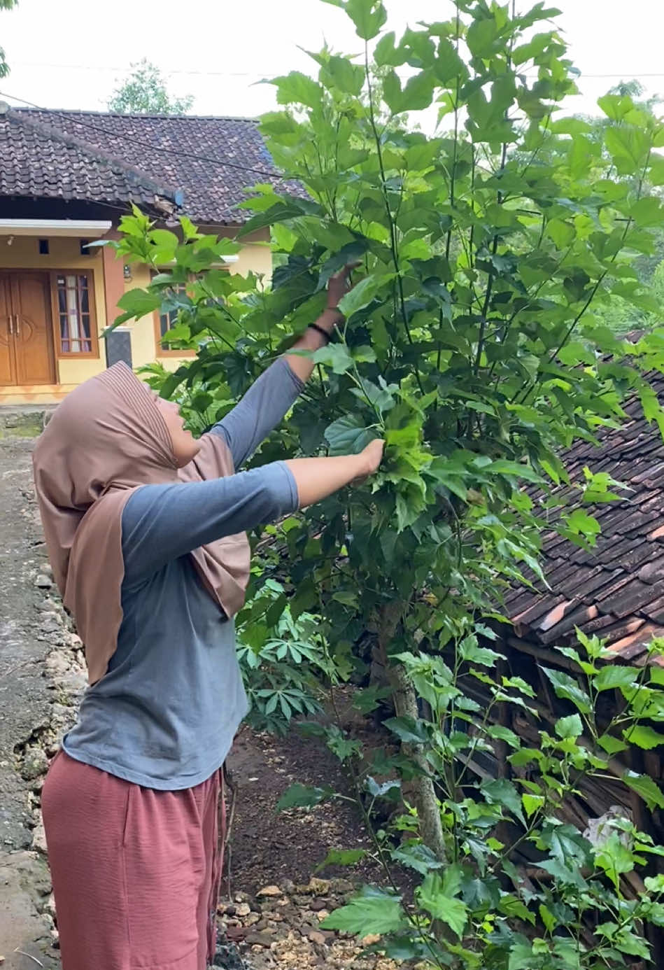 Ramban sekitar rumah gaes,dapet macem2 #ifagk #ifaariesika07 #ifagunungkidul #viralgunungkidul #gunungkidulviral #fypシ゚viral 