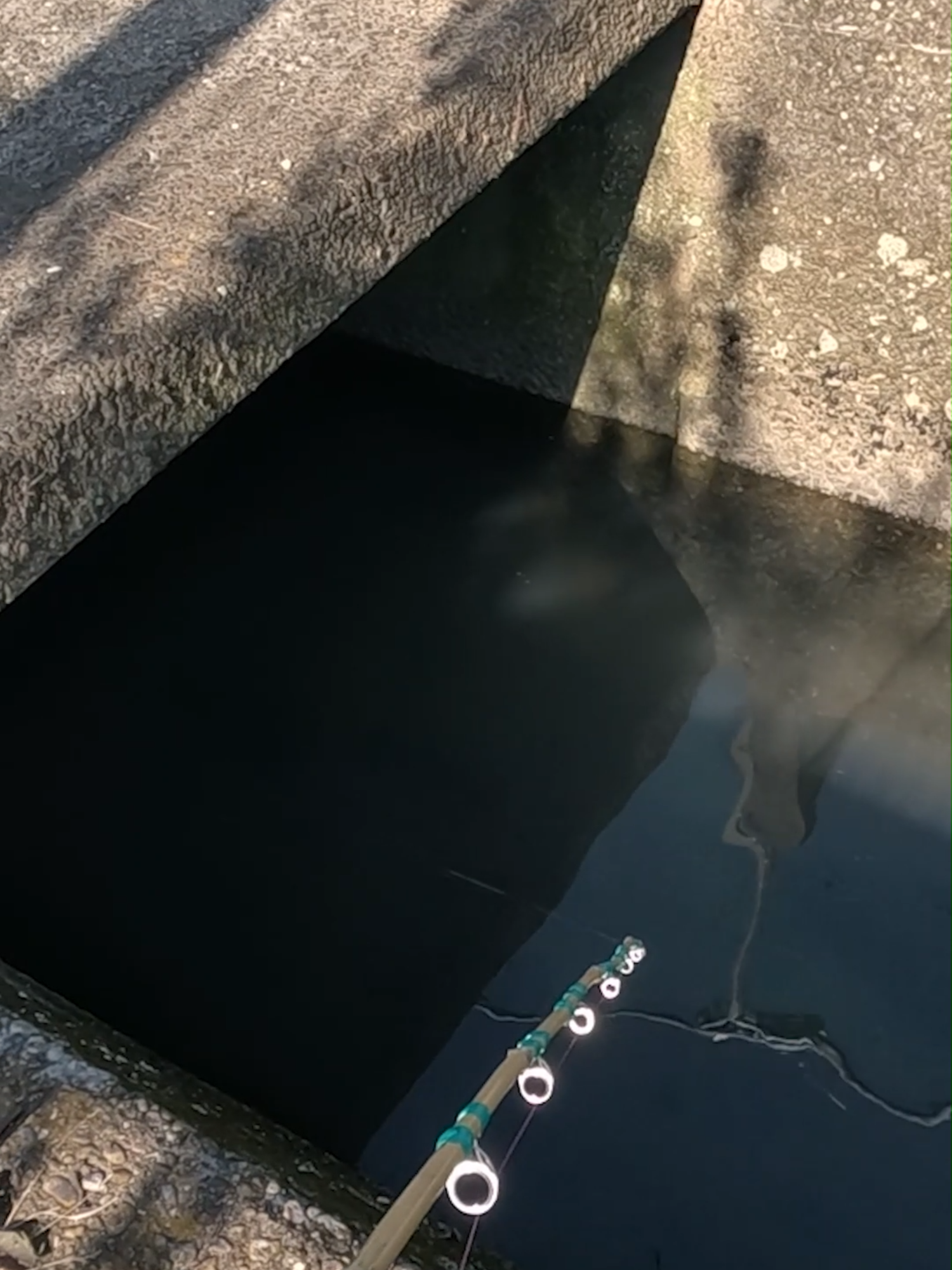 Japanese Catfish Fishing with Bamboo Rod 🎋 #fishing #catfish