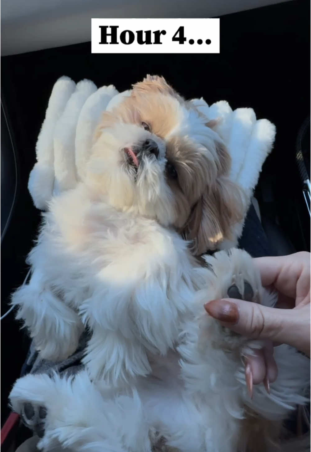 Hour 4 is worth the wait 😂😂😂 #Hank #Hampton #thehankandhamptonshow #shihtzu #dogsoftiktok #shihtzusoftiktok #shihtzulovers #dog #dogs #shihtzulove #doglovers #shihtzupuppy #tiktokdog #dogoftheday #shihtzus #shihtzutiktok #doglover #puppylove #doglife #dogtravel 