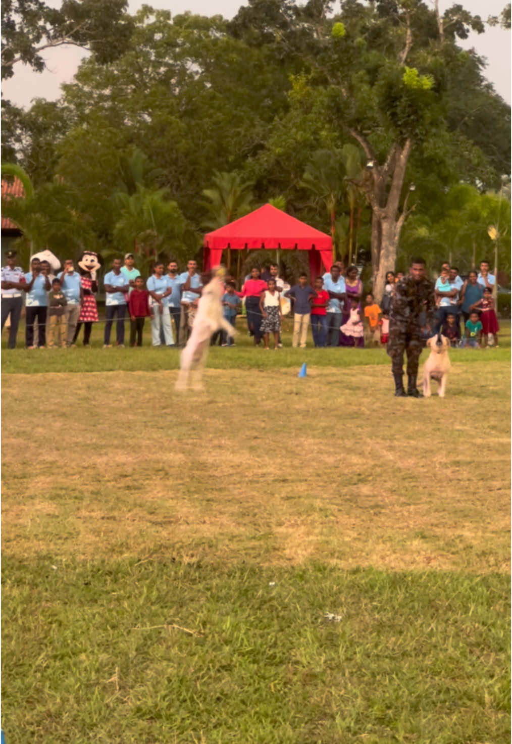 K9 Sri Lankan Air Force Playing Cricket