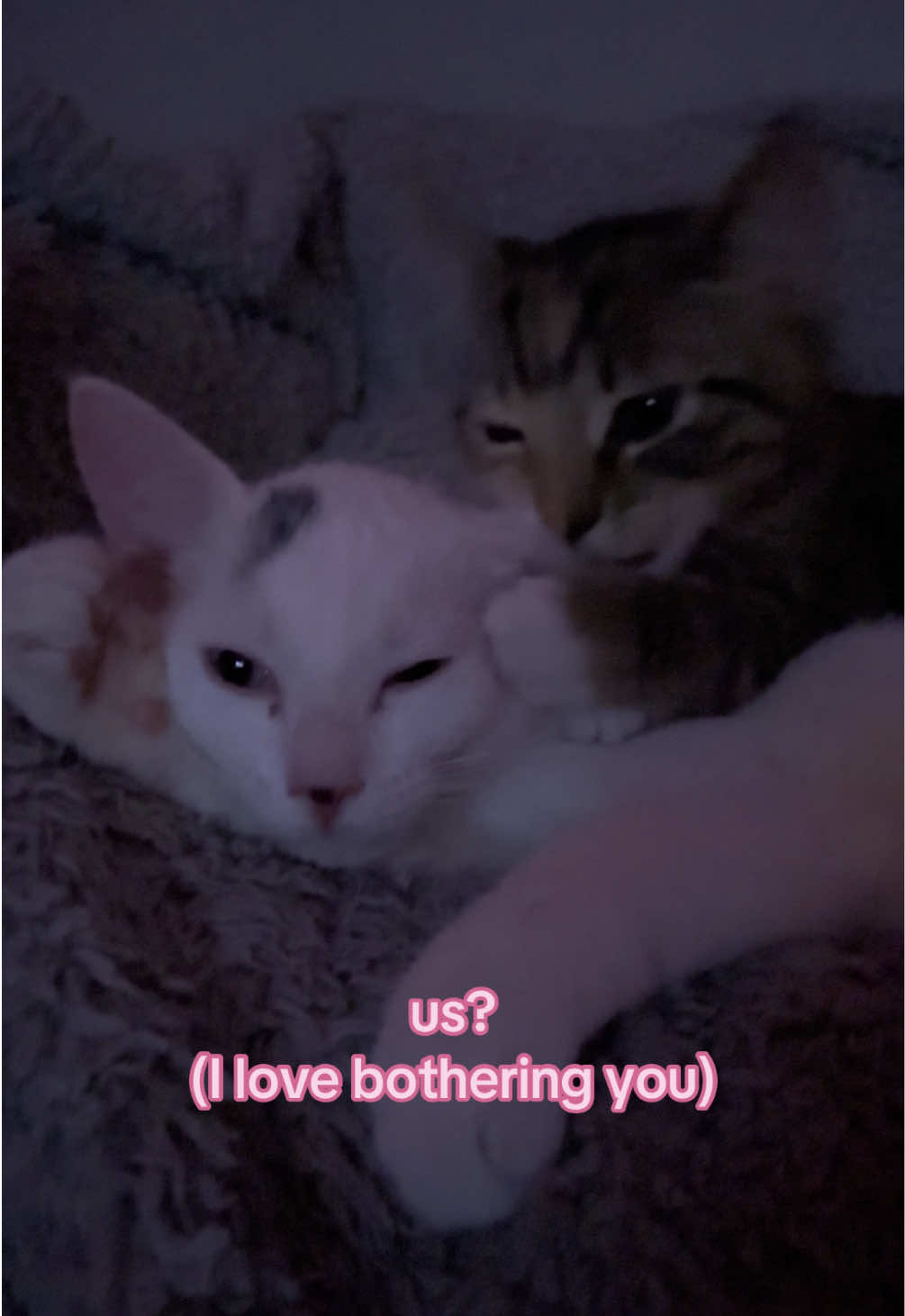 i love you #cats #us? #catsoftiktok #relatable #couple #iloveyou #fypage #xyzbca 