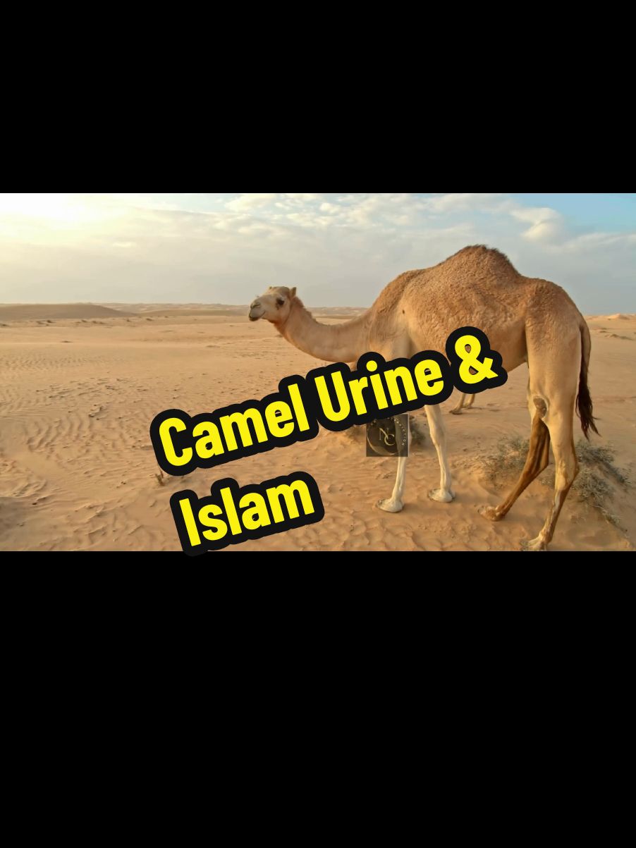 Camel Urine: An Islamic Remedy backed by Modern Science  #islam #muslim #islamic #islamic_video #islamic_media #islamicvideo #islamtiktok #muslimtiktok #science #evidence #camel #camelurine #milk #prophet #muhammad saw #muhammadsaw #quran #hadith #islamicmedicine #medicine #remedy #data #fact #facts #statistics 