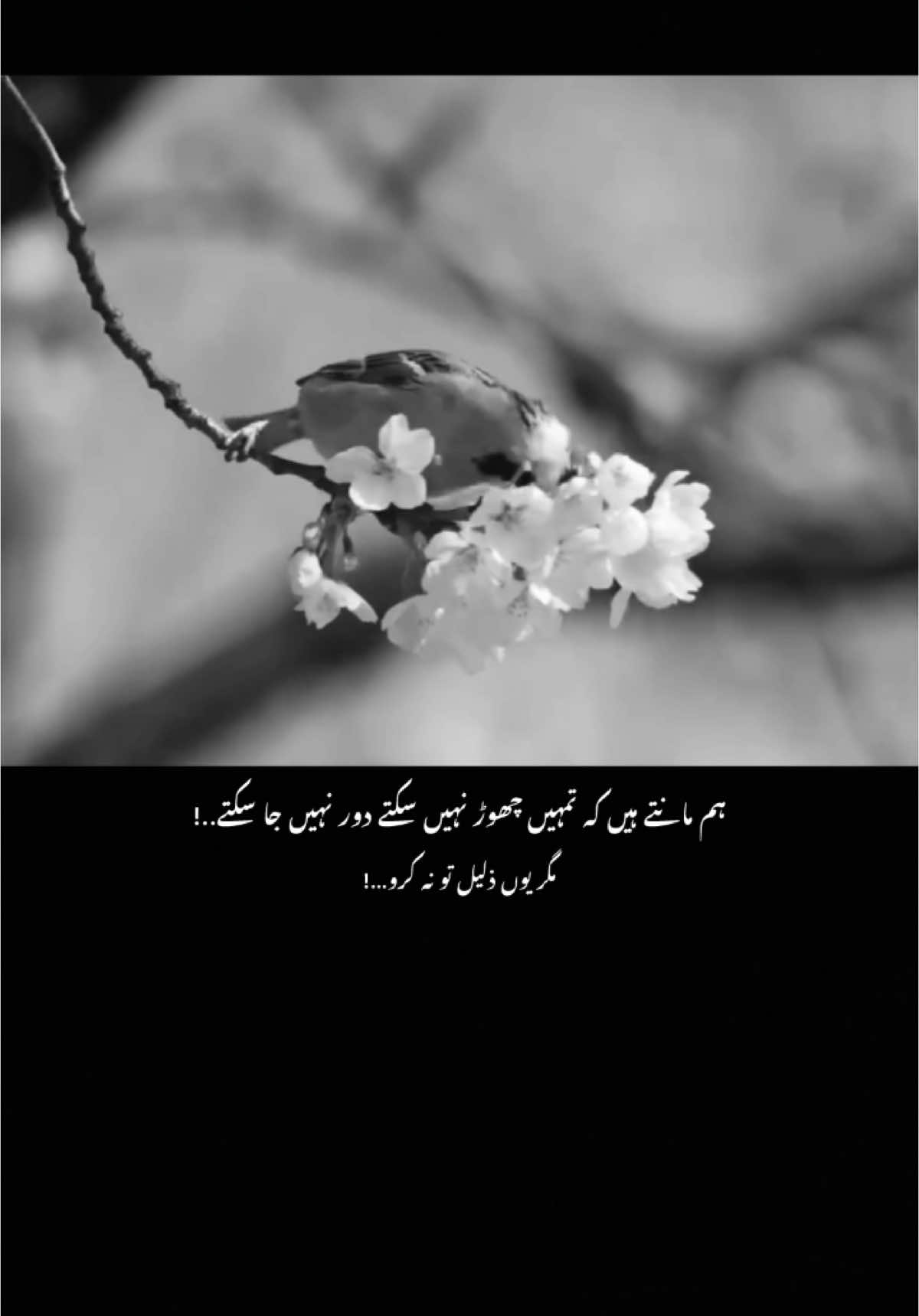 Yar🥺 #poetry #1millionaudition #foryou #dontunderreviewmyvideotiktok #urdupoetry #aesthetics #viewsproblem😭 @TiktokPakistanOfficial 