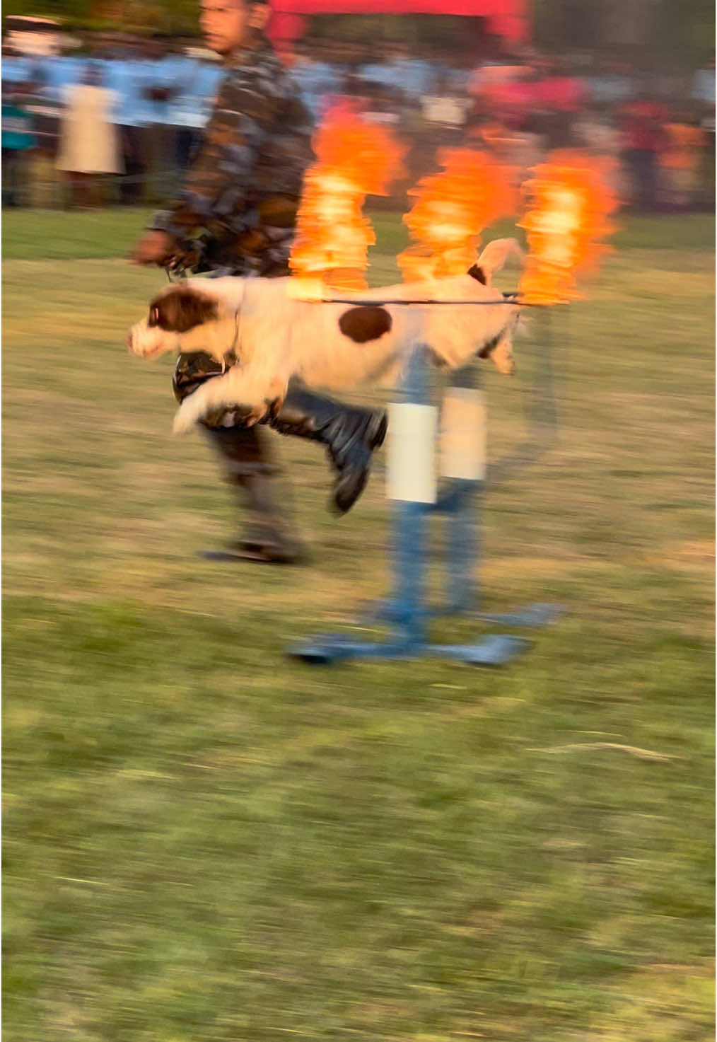 K9 Sri Lankan Air Force in Action