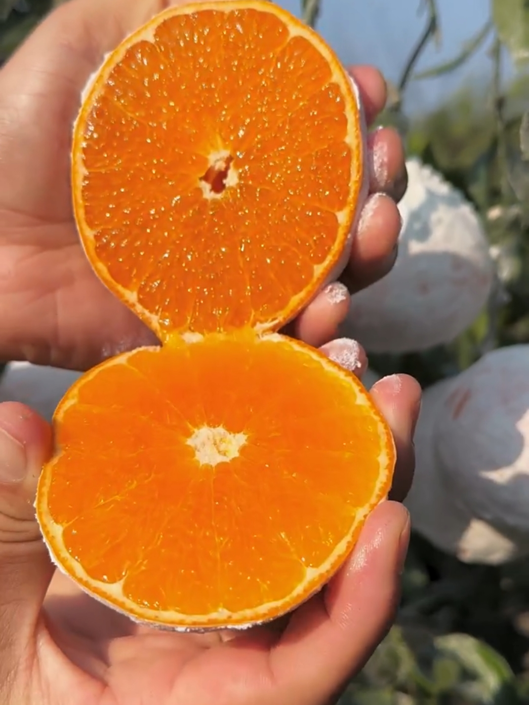 Juicy orange 🍊 fruit cutting #orange #fruitcutting #fresh #nature 