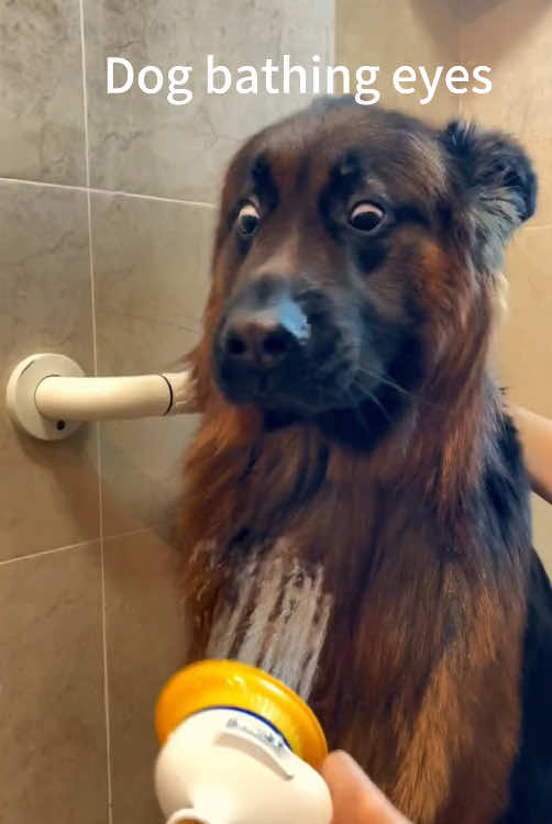 Dogs don’t like bathing#dog #funny #hh #fyp#foryou #for #cute #funnydogs #fuun #Love #❤️ 