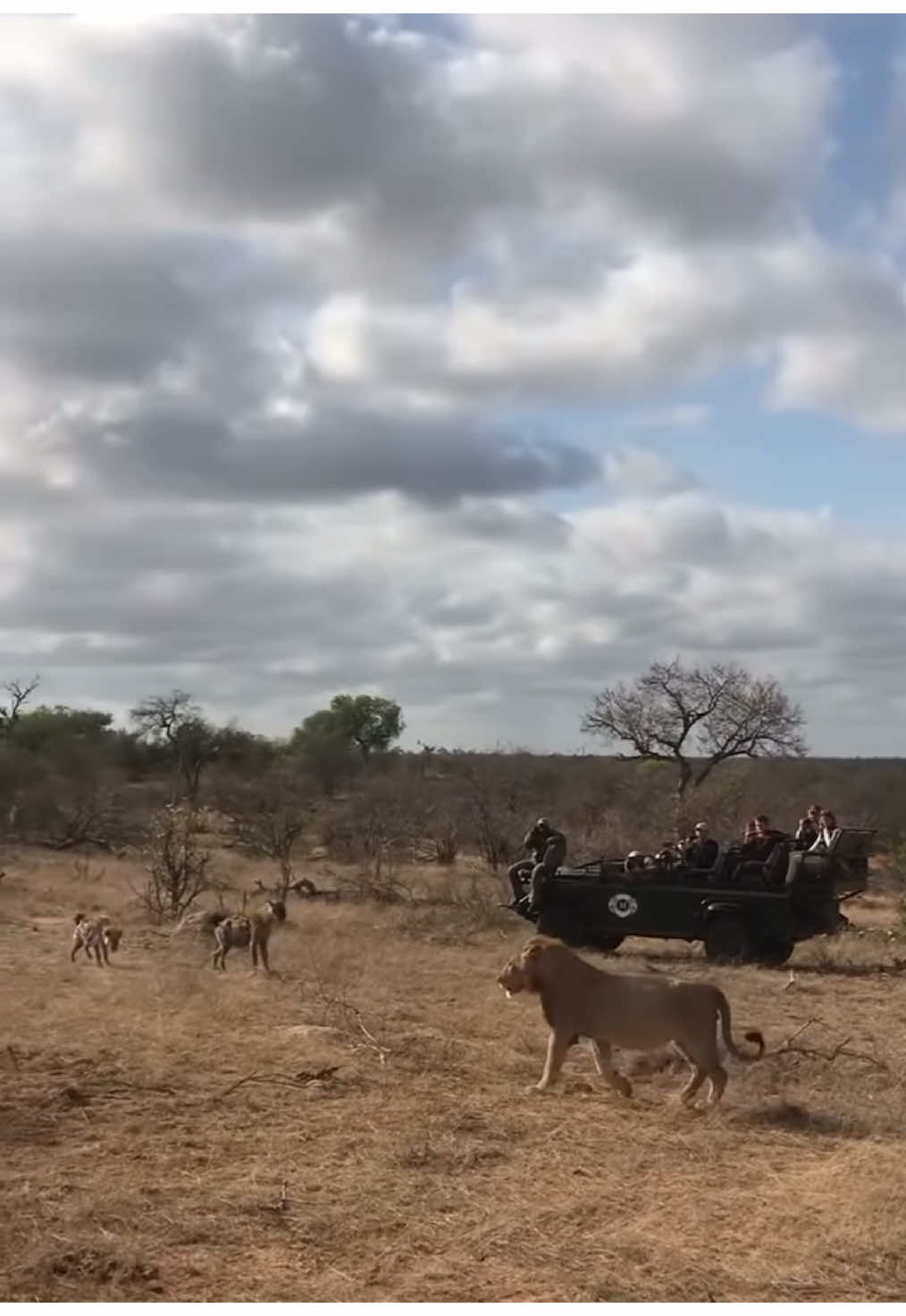 #nature #wildlife #africanwildlife #gamedrive #safari #elleafricasafaris #elleafricasafari #lion #lions #africa 