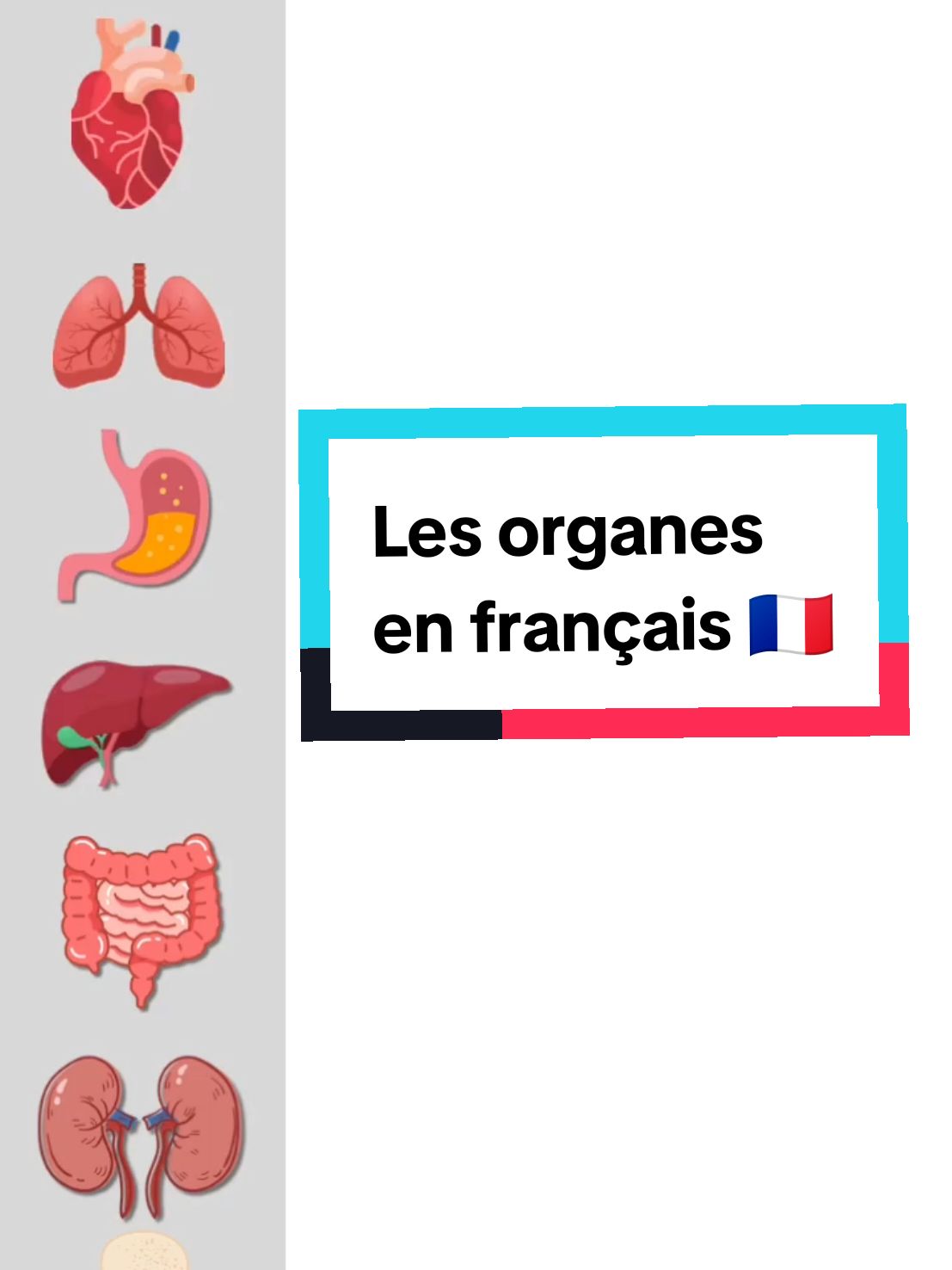 #vocabulaire des organes en #francais #frenchvocabulary #speakfrench #françaisfacile #parlerfrançais 