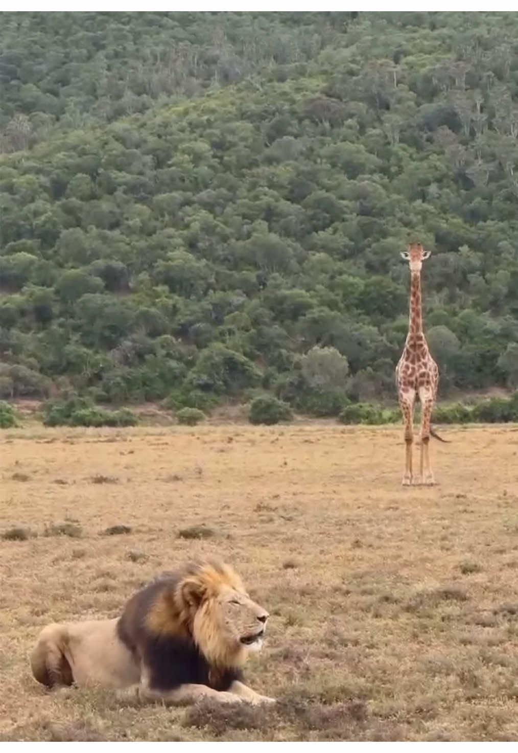 I call it The Sound of Dominion! #nature #wildlife #africanwildlife #gamedrive #safari #elleafricasafaris #elleafricasafari #africa #lion #