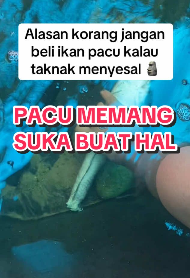 Siapa minat pacu 🙋🏻‍♂️#fyp #fypシ #fypage #fyppppppppppppppppppppppp #ikan #predator #predatorfish #pacu #ikanpacu #pacufish #piranhaa #pirana #piranhafish 