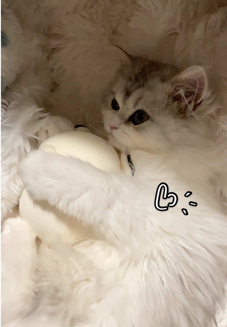 仲良しの牡蠣ちゃん #ミヌエット#catsoftiktok  #猫のいる暮らし #ぷりぷり神 #牡蠣 