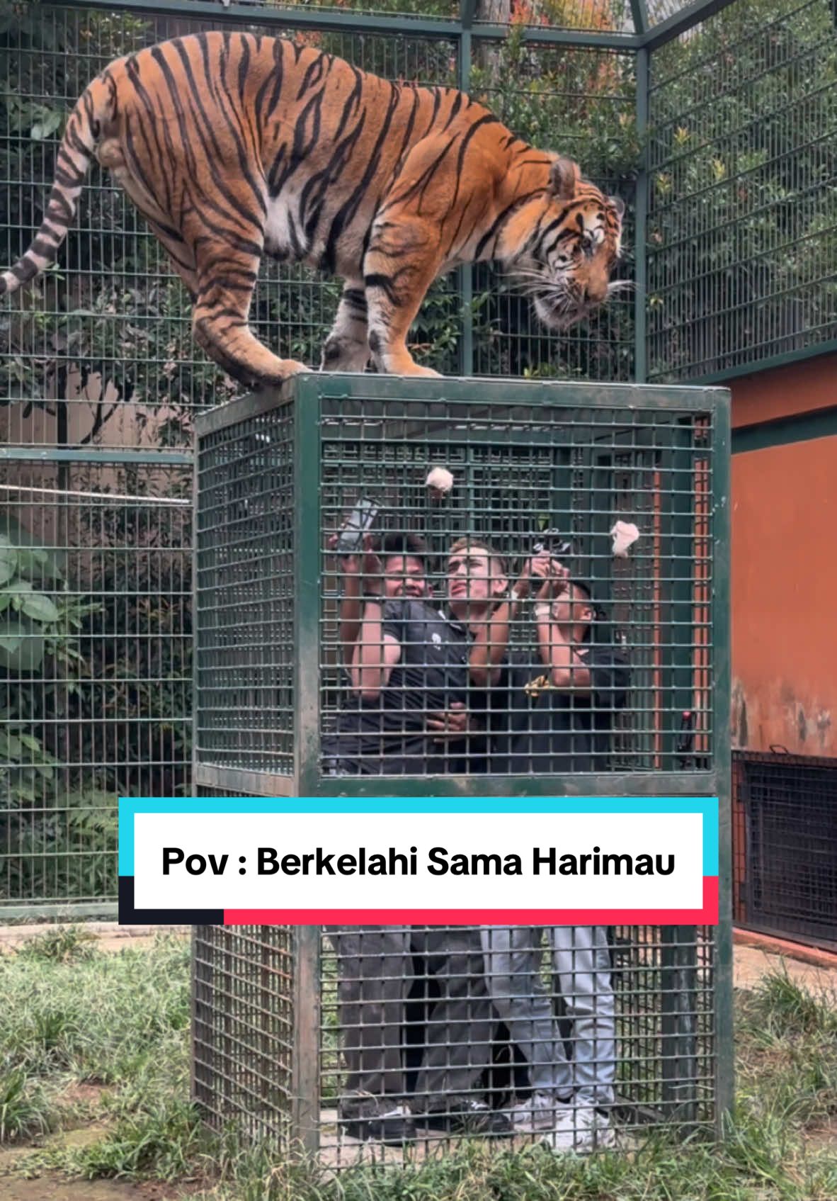 POV : Pertama Kali Berkelahi Sama Harimau 😭 #aisarkhaledd #indonesia #masukberanda 