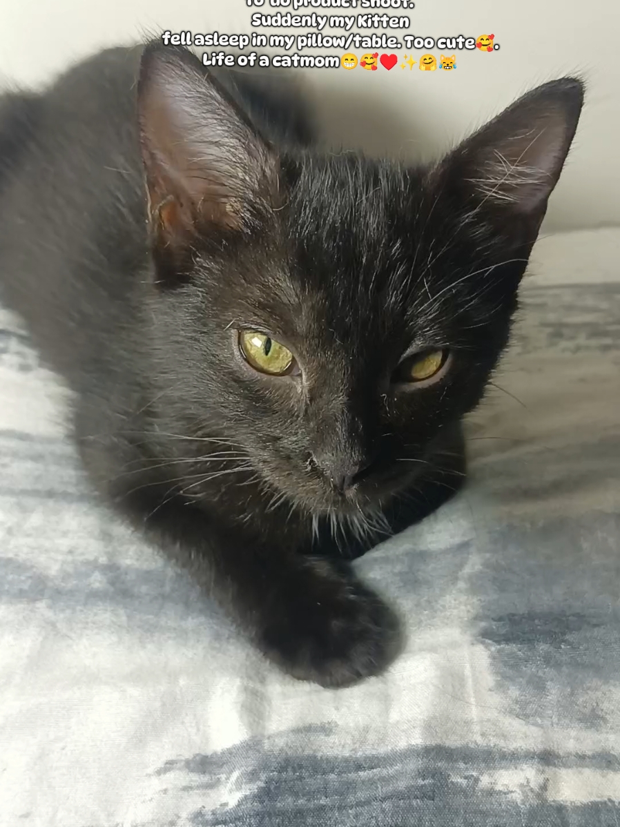 Pov: While I'm preparing my cam  to  do product shoot.  Suddenly my Kitten  fell asleep in my pillow/table. Too cute🥰.  Life of a catmom😁🥰♥️✨🤗😹 #catmom #kittenoftiktok #cat #catsoftiktok #trending #merrychristmas #catlover #catlovers 