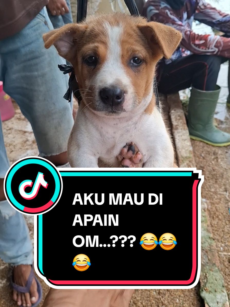 si ucil lagi di timbang 🤣🤣 #anjingfyp  #anjinggemoy  #ucil  #anjinglucu  #anjingpintar  #anjingtiktok🐶 