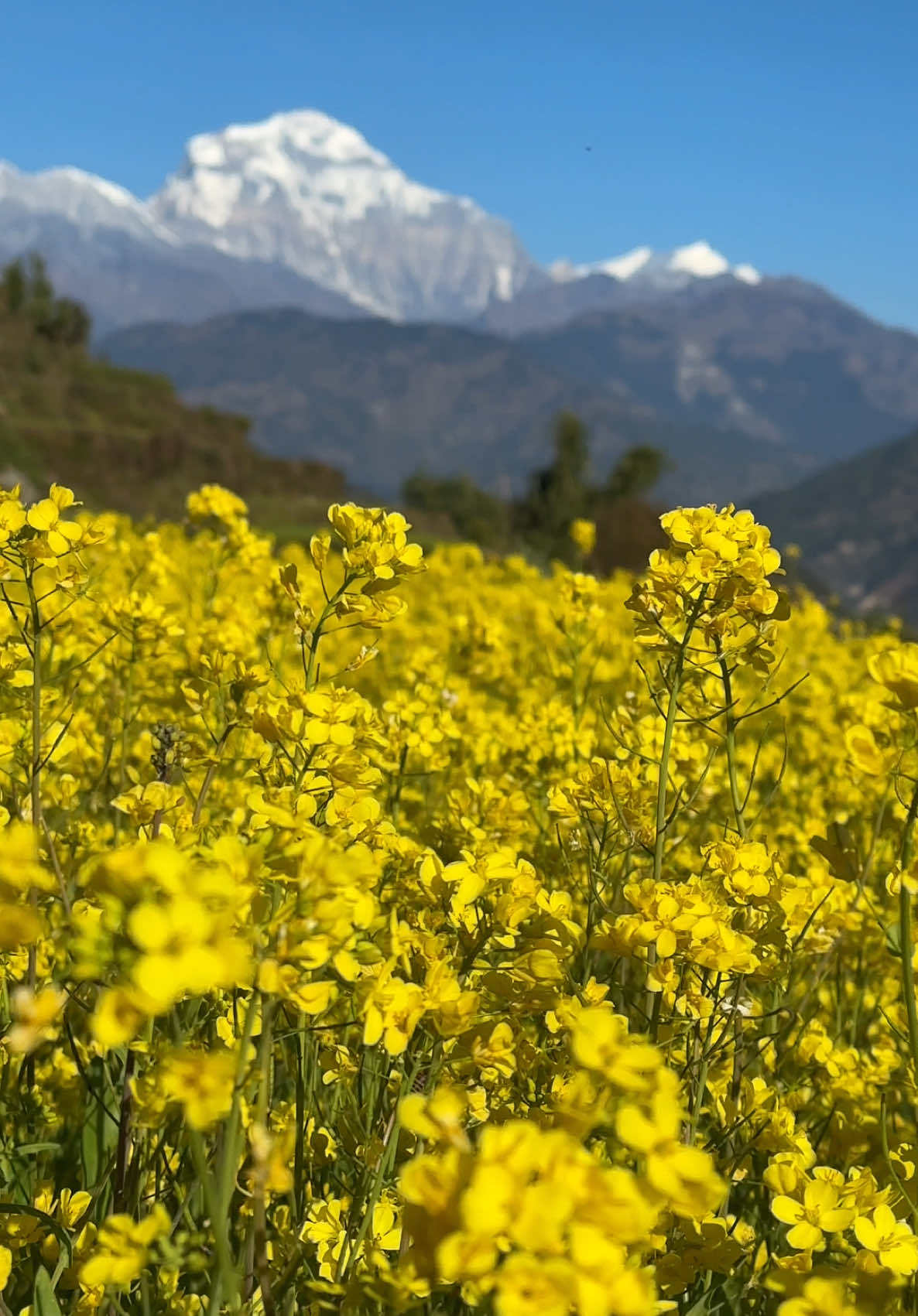 मलाई विस्तारै हिड्नु छ हतारिदै हैन्. हिजो भन्दा राम्रो बन्नु छ अरु भन्दा हैन्। 🩵🌸#sujanchapagainsong @Sujan Chapagain @Artmandu #explorebaglung #baglung #mtdhaulagiri #toribari #peace #fyp 