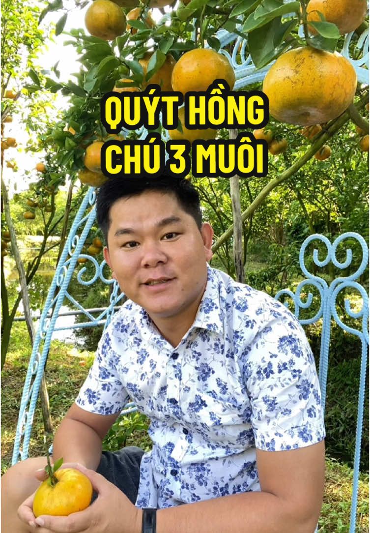 Quýt Hồng Chú Ba Muôi Cần Thơ #dongdoday #cantho #ancungtiktok #dulich #vuonquythong #quythong #quyt 