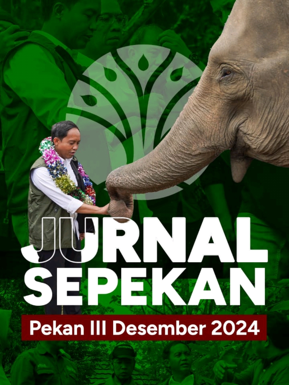 Pekan ke-3 Desember 2024 dimulai dengan pertemuan bilateral bersama Dubes AS untuk Indonesia. Saya juga mengadakan sejumlah rapat koordinasi bersama jajaran pimpinan Kementerian Kehutanan, Dirut Pertamina, Menteri PPN/Kepala Bappenas. dan Wakil Menteri Dikti, Sains dan Teknologi. Saya juga melakukan kunjungan kerja ke Aceh meninjau lahan yang dihibahkan Presiden Prabowo untuk konservasi gajah Sumatra dan ke Jatim dalam rangka persiapan pembukaan jalur pendakian Semeru dan upacara peringatan HUT Polisi Kehutanan ke-68 Alhamdulillah semua berjalan lancar.