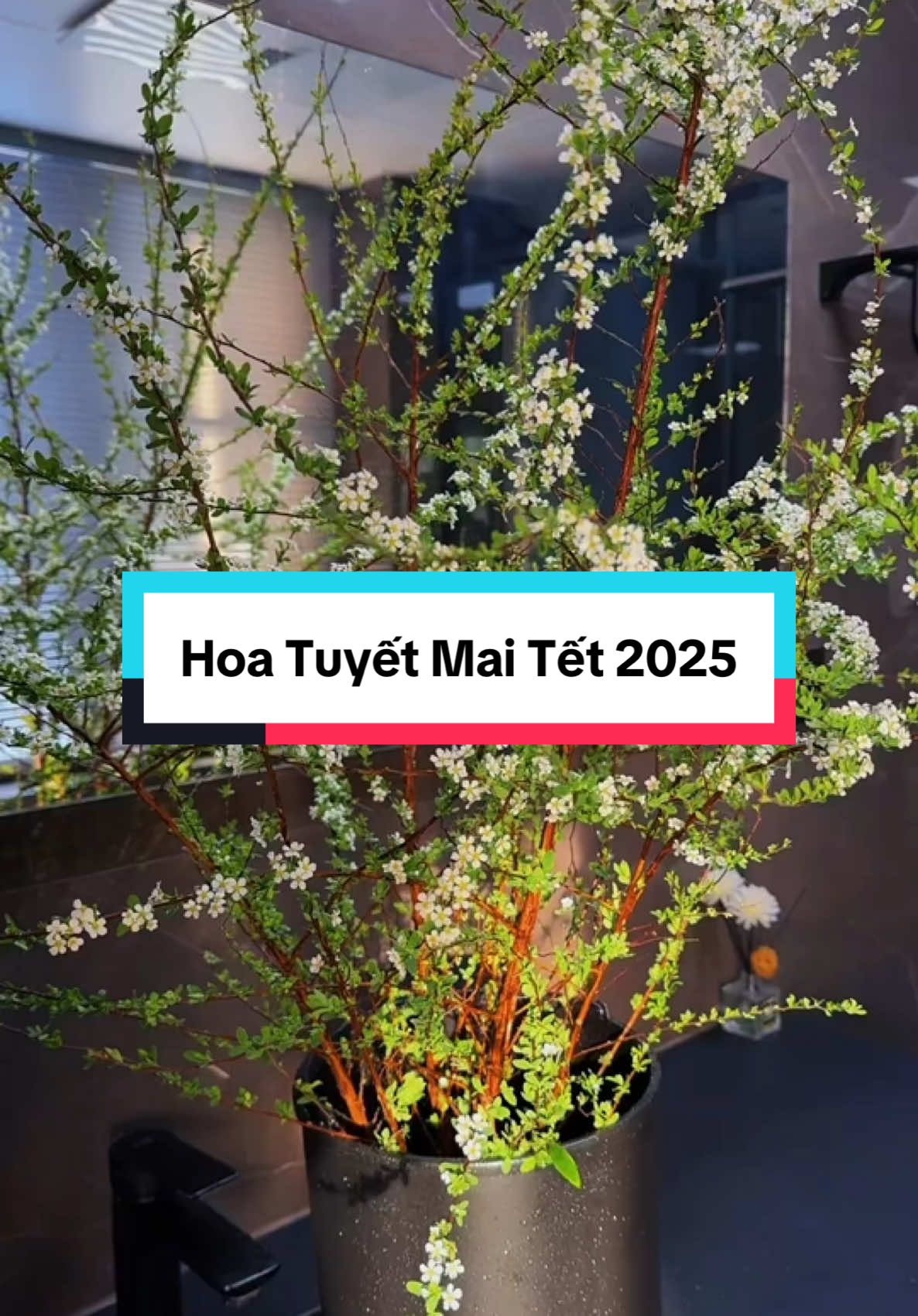 Hoa Tuyết Mai Tết đẹp quáaa mn ơiiii #hoatet #tet2025 #ameeflora #xuhuong 