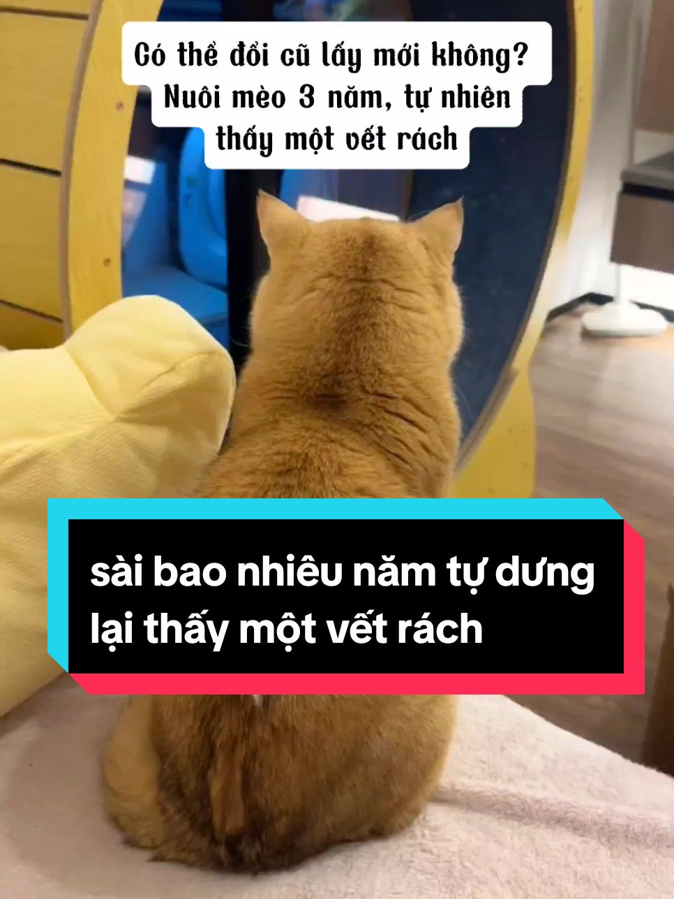 Mèo đã hết thời gian bảo hành, người bán không bồi thường thì phải làm sao đây... #mèo #meow #mèocam #đángyêu #dễthương #xuhuong #trending #thinhhanh 