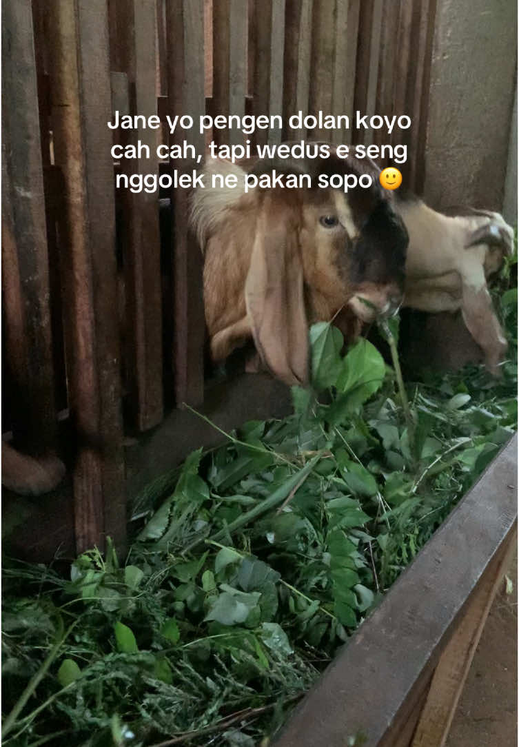 Solusi bolo 😆 #sobatngaritnusantara #peternakmuda #jualbelikambing #farm #fypage #mahajayafarm 