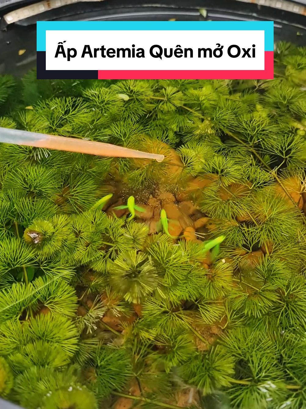 Ấp Artemia Quên mở Oxi #Skyguppy 