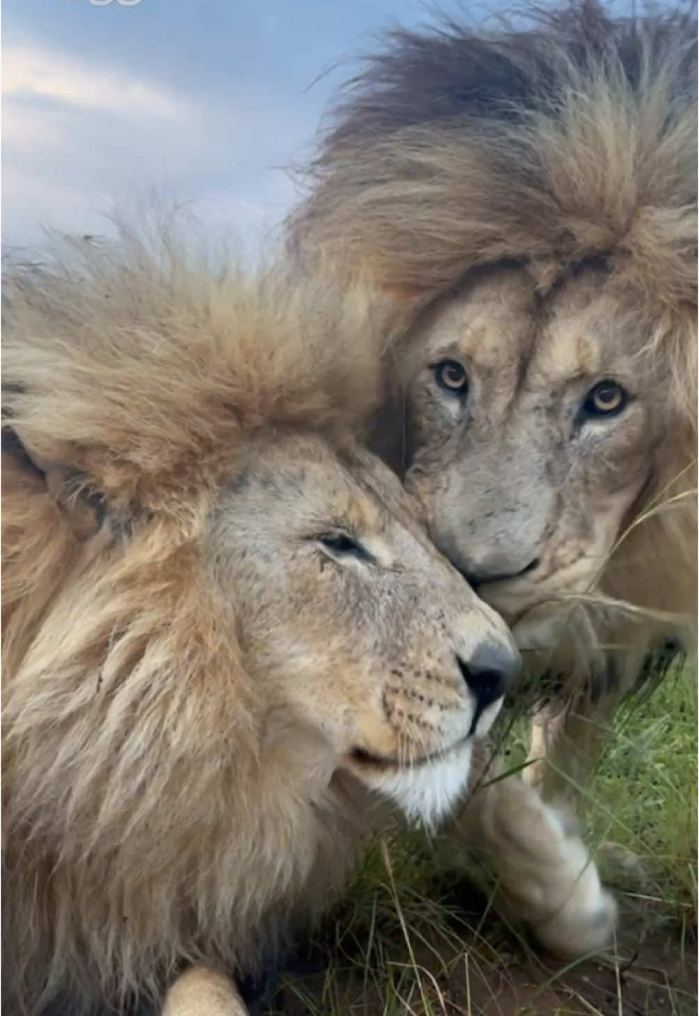 🦁❤️ Witness the unbreakable bond of brotherhood.. these majestic lion brothers remind us that family and support are EVERYTHING. Their playful camaraderie and strength in unity are inspiring 👑✨ #LionBrothers #SiblingGoals #NatureLovers  #FamilyBonding #AnimalKingdom #BrothersForLife #MajesticCreatures ✨👑