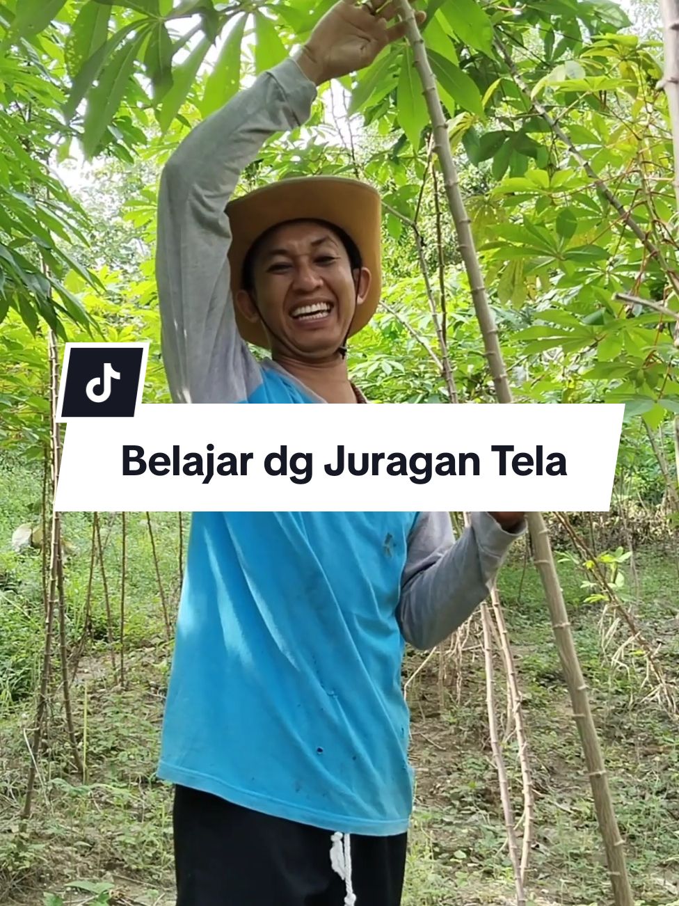 Belajar dengan juragan ketela #fypシ #fypage #fypシ゚viral #fyp #petani ##petanimuda #petaniindonesia🇮🇩🇮🇩🇮🇩🌿🌿 #petanimilenial #humor 