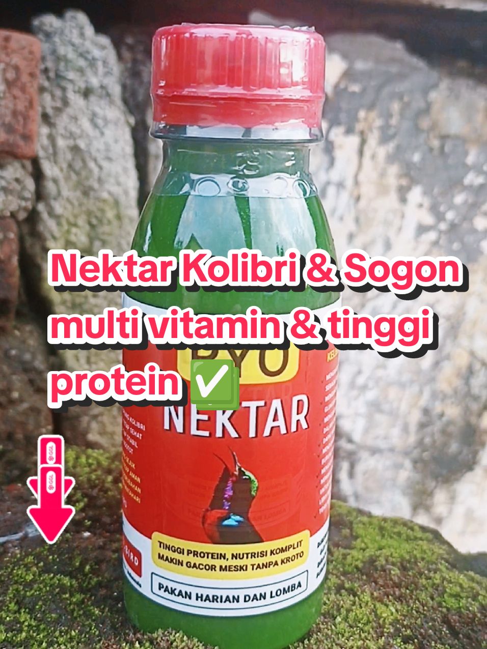 nektar bagus harga ekonomis, bahan alami buat kolibri & sogon #ryonektar #nektar #nektarburung #ryobird #nektarkonin #nektarsogon #pakanburung #nektarkolibri #koninmania #sogonmania #burungpemakanmadu #wibgajian #promoguncang11 #cuantanpabatas #gilagilajualan #diskontiktokshop #yearandsale #kicaumania #kicaumaniaindonesia 