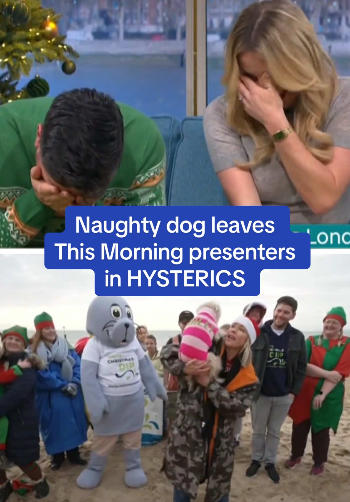 A dog got a little TOO excited by the competition on This Morning, leaving presenters Craig Doyle and Siân Welby in fits of laughter 😭 🎥 ITV / This Morning  #thismorning #sianwelby #craigdoyle #dog #dogs #funny #tvblooper 