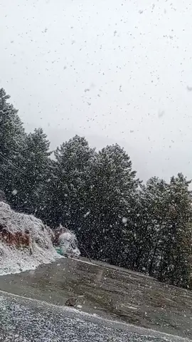 Snowfall at Nathiagali 🥰🥰#foryou #trending #fyp #foryoupage #Snow 