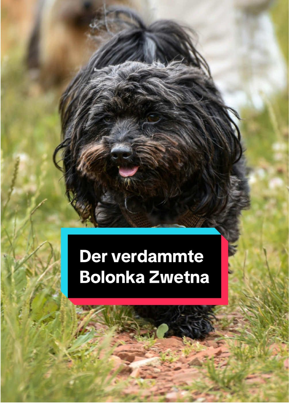 Triff den Bolonka Zwetna. #bolonkazwetna #hundeliebe #hundevideos #hundefakten 