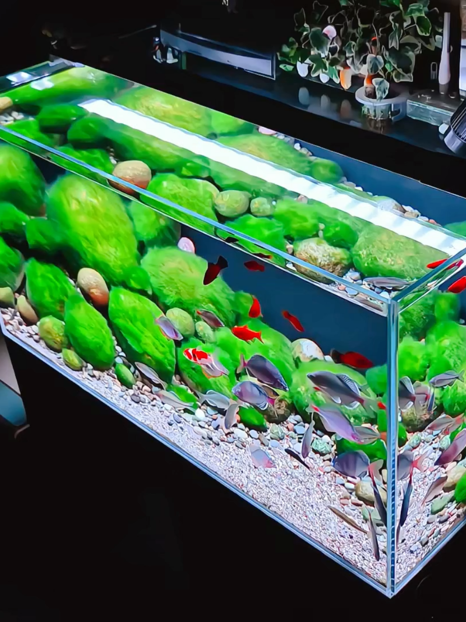 Setiap detail tanaman dan gerakan ikan membawa ketenangan dan keajaiban bawah air ke dalam rumahmu. 🌊💚  #aquascape #hobby #aquarium #aquascaper #ikanhias #aquascapeindonesia 