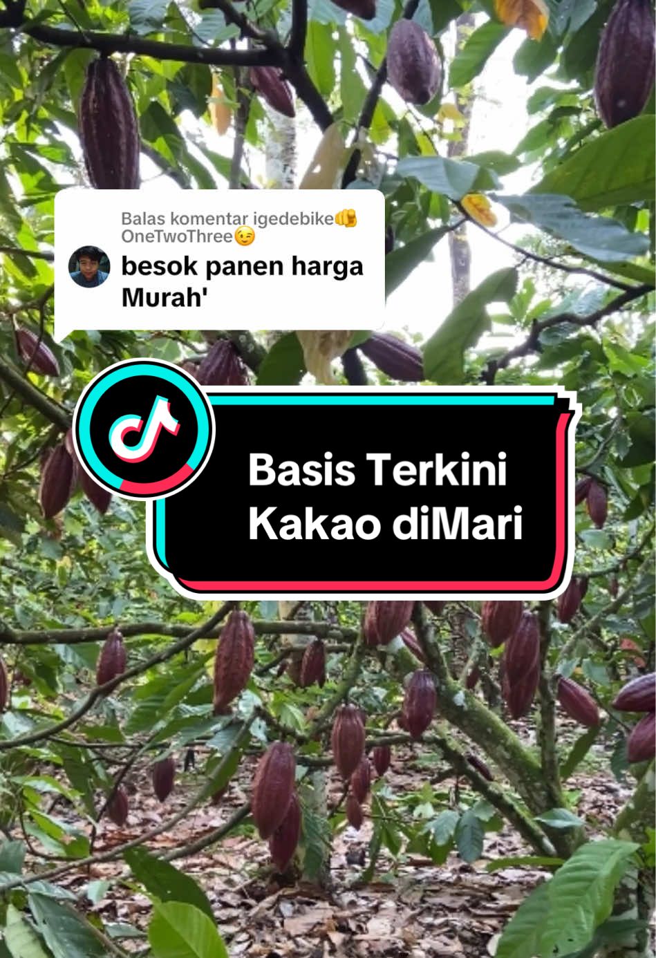 Membalas @igedebike🫵OneTwoThree😉 Harga Kakao (coklat) terus meroket bosku #kakao #coklat #petani #petanikakao 