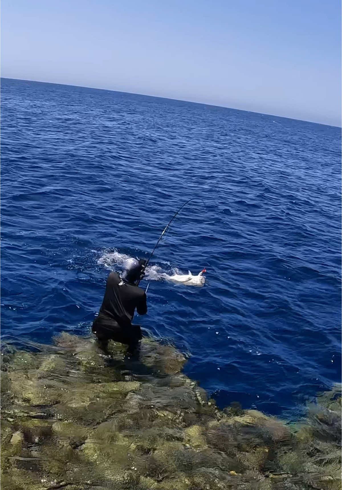 Sky and Under Water View 🔥😍. When I hook the GT, always pulling the fish harder and faster, when you trust your gear, to avoid GT comes closer to the reef and not lose your catch. Powerful gear is needed like @zenaq  Setup: Rod:@zenaq Muthos Accura 95H Type R Reel: @shimanofishing_jp  TP 14K XG Hook: @bkk_arabia Lure Bottom setup Z- treble hook 3/0 and back setup Lone Diablo Bucktail 5/0  Line: @varivas_global @varivas_japan PE6 casting brand Leader: @mediterranea_leaders Wind on leader 150lb #coast_angler  #dont_kill_your_fun  #catchandrelease  #rebuildthefuture #shimanofishing  #zenaq  #bkk #EOYInspo24 #fishing #fish #fishingtrip #redsea #fishinglife #nature #naturephotography #naturelovers #ocean #sea #redsea #saudiarabia #onshore #fishingguide