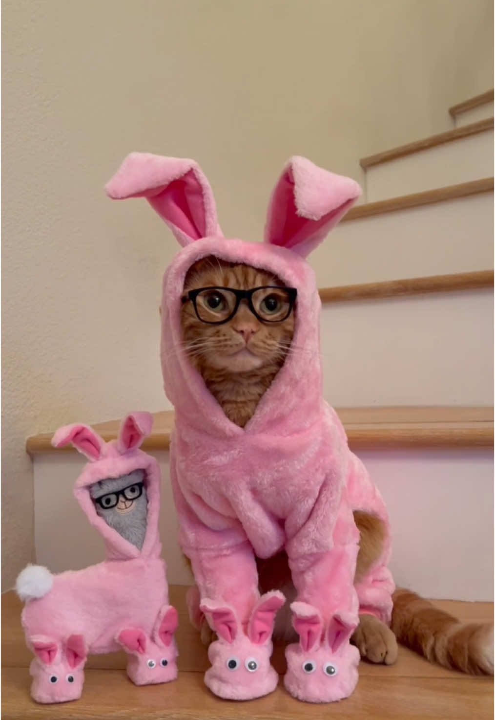 A Christmas Story ~ When someone makes you a fluffy pink bunny suit, you have to try it on! 😹 Merry Christmas from Ralphie JoJo and Ralphie No Drama! 😹❤️🎅🏼 #christmas #movie #classic #fun #holiday #ralphie #peterbillingsley #family #friends #catsoftiktok #merrychristmas #santa #tigerjojo #video 