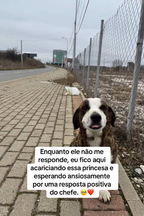 Ela é muito fofinha 🥺🥺🥺 #cachorro #cachorrosfofos #cachorrosdotiktok #abandono #maustratos 