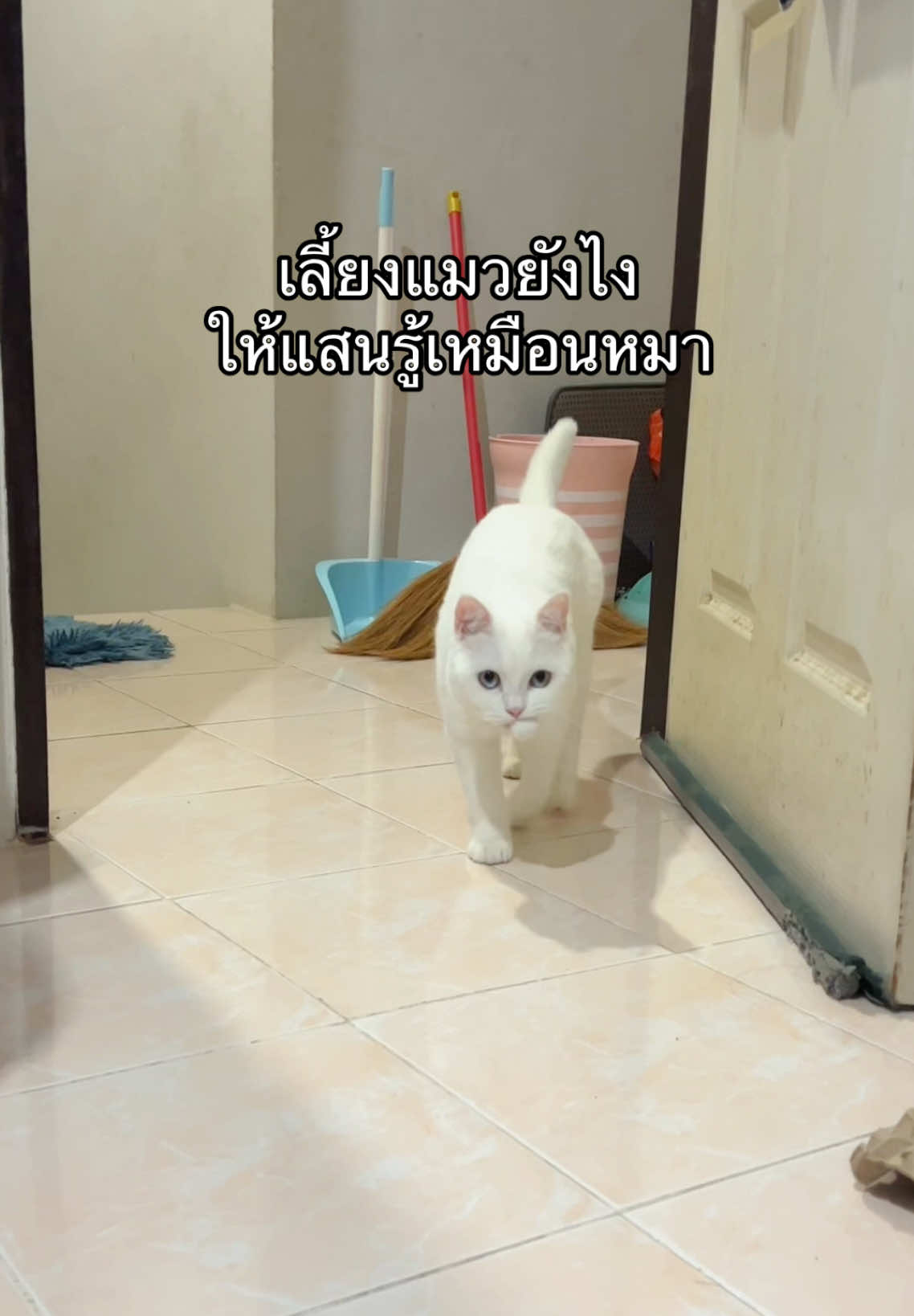 สุดแสนจะภูมิใจ!!! #น้องตี๋วินเทอร์ #แมวตลก #แมวน่ารัก #catsoftiktok #fyp #แมวคาบของ 