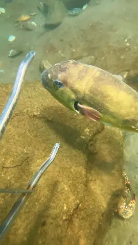 What kind of fish is this with big eyes? If you know, please leave a comment. #diving #crab #catchthesea #seafood #seaside #fish