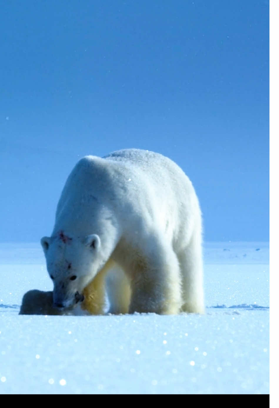 Animal world white bear #animalslifestyle #animalworld #wildanimals #tiktok 