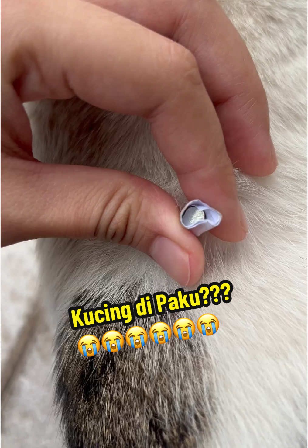 Cerita si Kucing Pakuuuu. Makasih @PitPet & @Drh. Rama udah ngerawat Pakuu sampe sembuh 🥹🙏🏼  sedihnya sebenarnya perumahanku sangaat cat friendly.. dari tetangga sampe satpam banyak yang sayang kucing 😭 tapi ada aja kelewat org jahat kyk gini??? 😫🫵🏼 harapannya abis ini Paku mau mau ku lanjut vaksin & sterill kalau dia rajin balikk ke rumah & sehat teruus Aaamin 👀!!