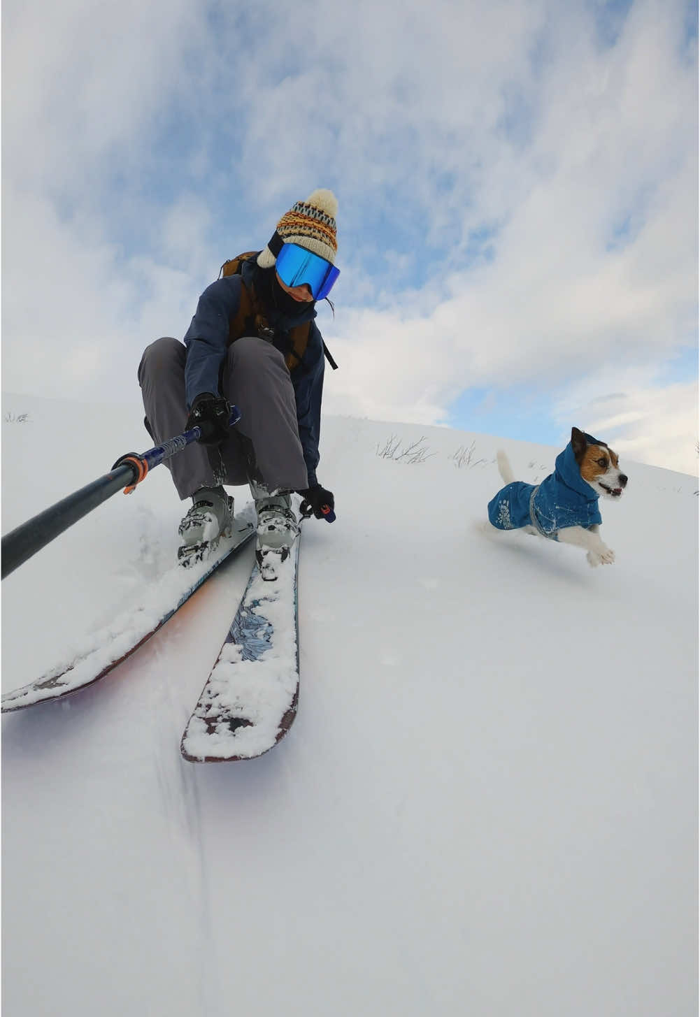 Ace in his younger days, ripping it down the mountain⚡️ #jackrussellterrier #skiing #ski #dogslife 