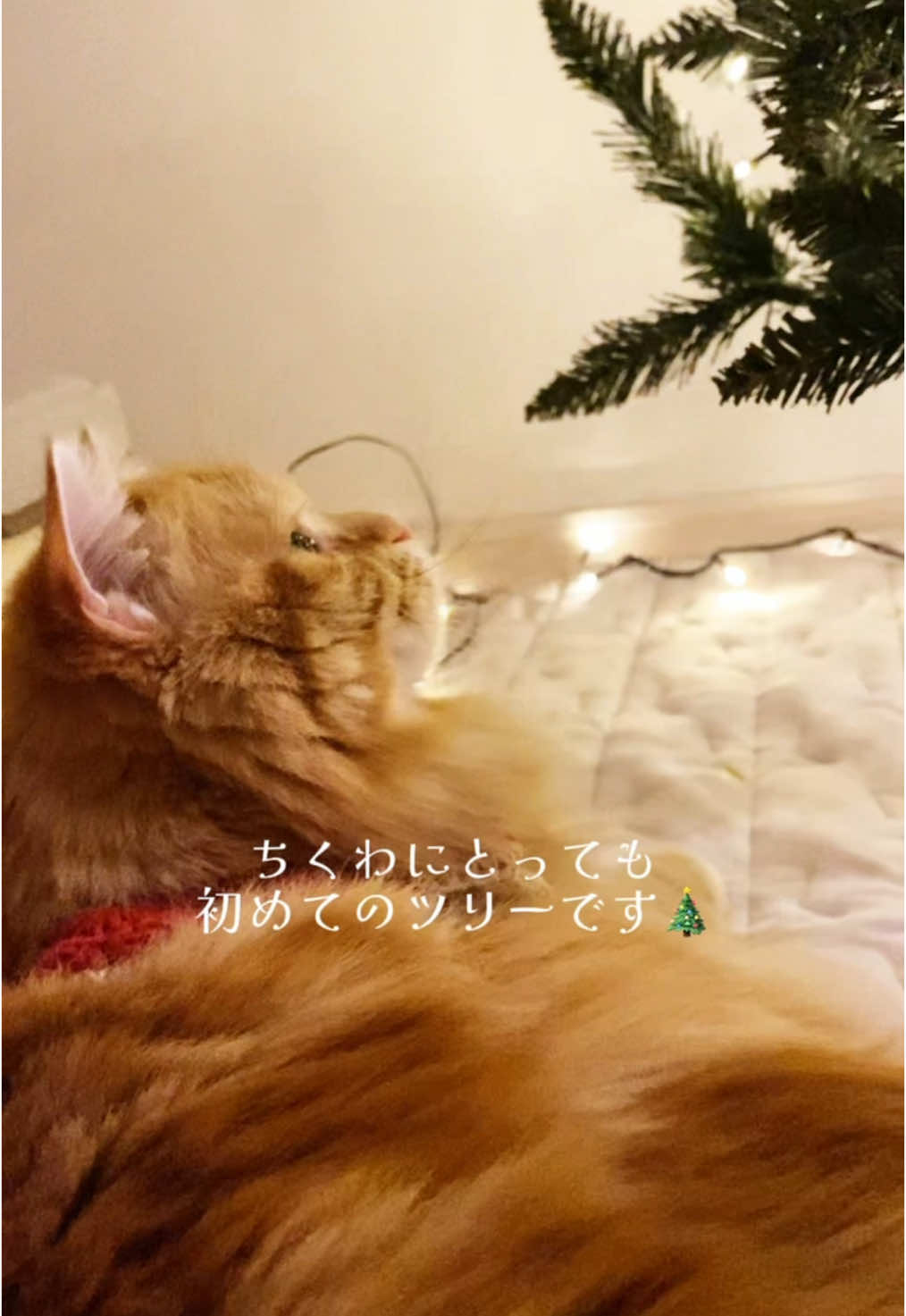 クリスマスの準備🎄ツリー攻防戦 #クリスマス　#クリスマスツリー　#クリスマス準備　#猫とクリスマス　#犬のいる生活  #1歳 