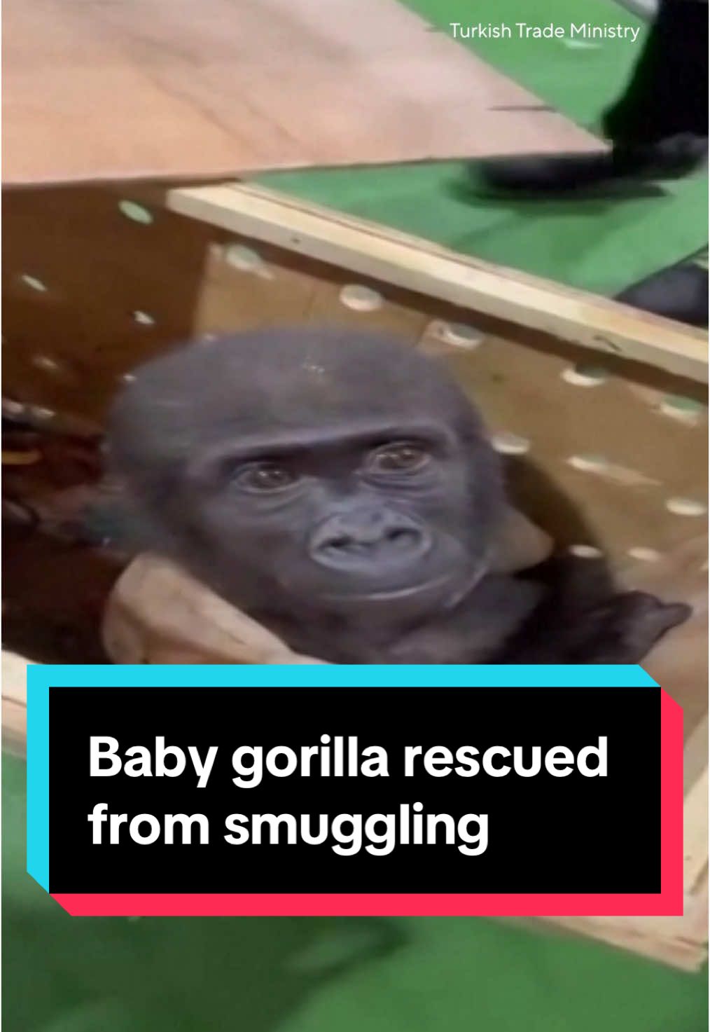 A baby gorilla was rescued from a small wooden crate in Turkey after authorities say people had attempted to smuggle it through the country. #gorilla #babygorilla #animalrescue #animals #turkey 