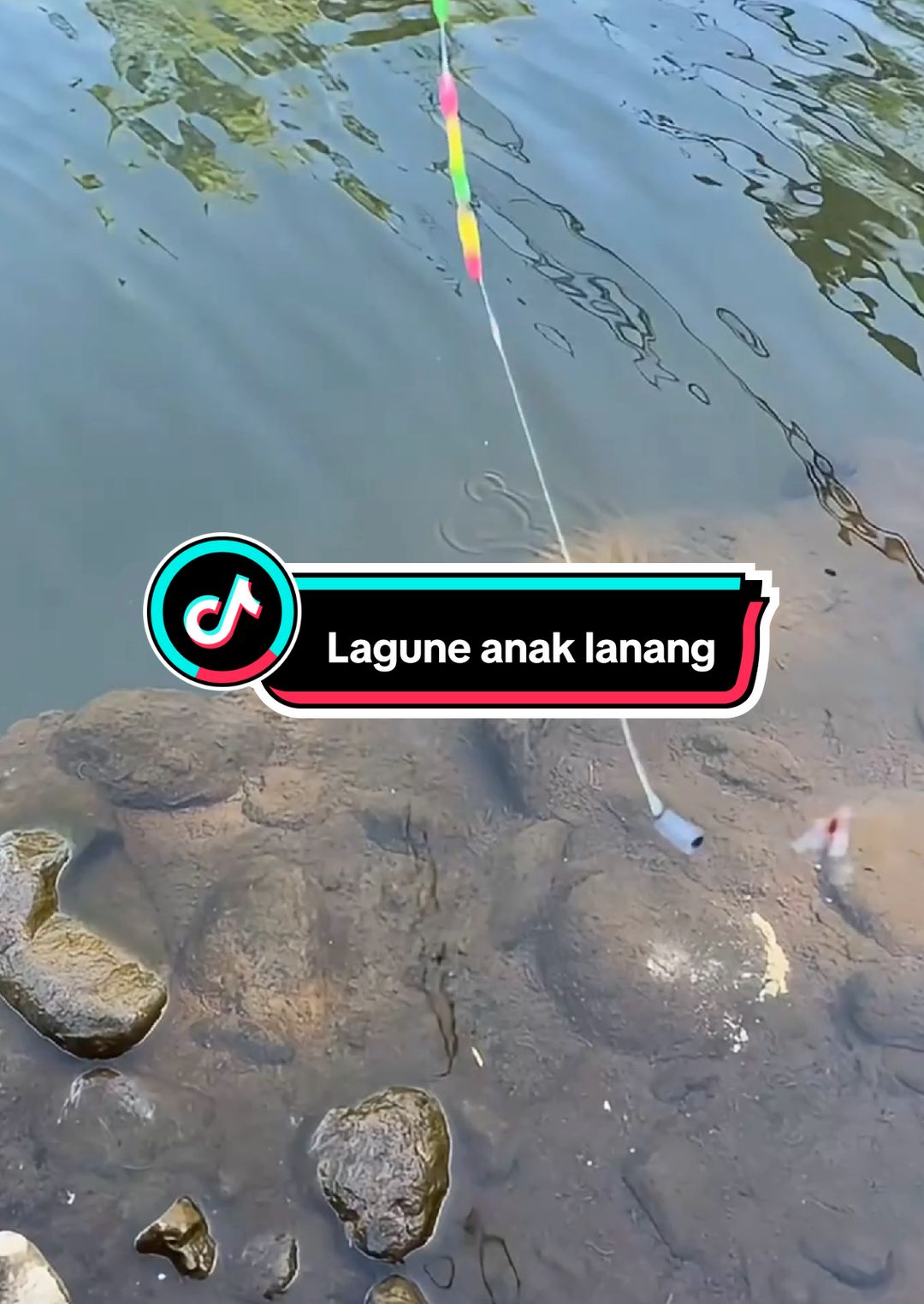 Lagune jan puenak  #nila #viralin #meme #viral #xybca #semuaorang #fyp #bismilahrame #bismillah #bismilahfyp #howto #cara #mancingnila #feed #4u #fishing #mancing #untukmu #lewatberanda  Klarifikasi Widi Soal Mas Iyun