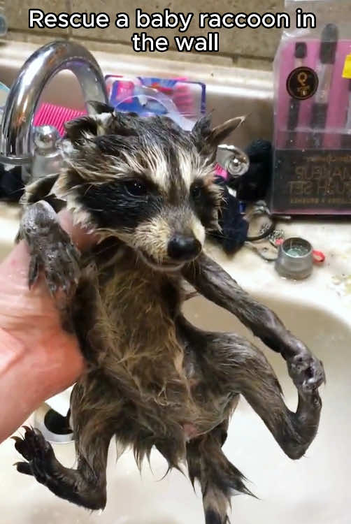 Rescue a baby raccoon #rescue #rescueanimals #animal #animalsoftiktok #raccoon #raccoonsoftiktok 