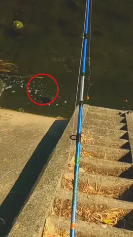 mancing hoky #fyp 